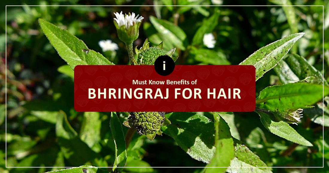 Must Know Benefits of Bhringraj for Hair