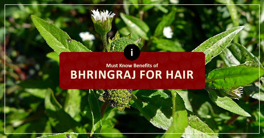 Must Know Benefits of Bhringraj for Hair