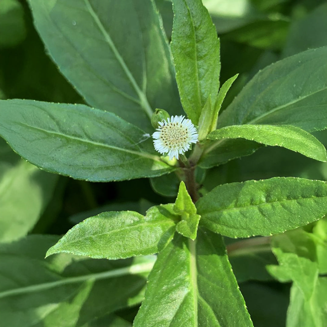 Bhringraj Benefits for Hair Growth and Hair Health