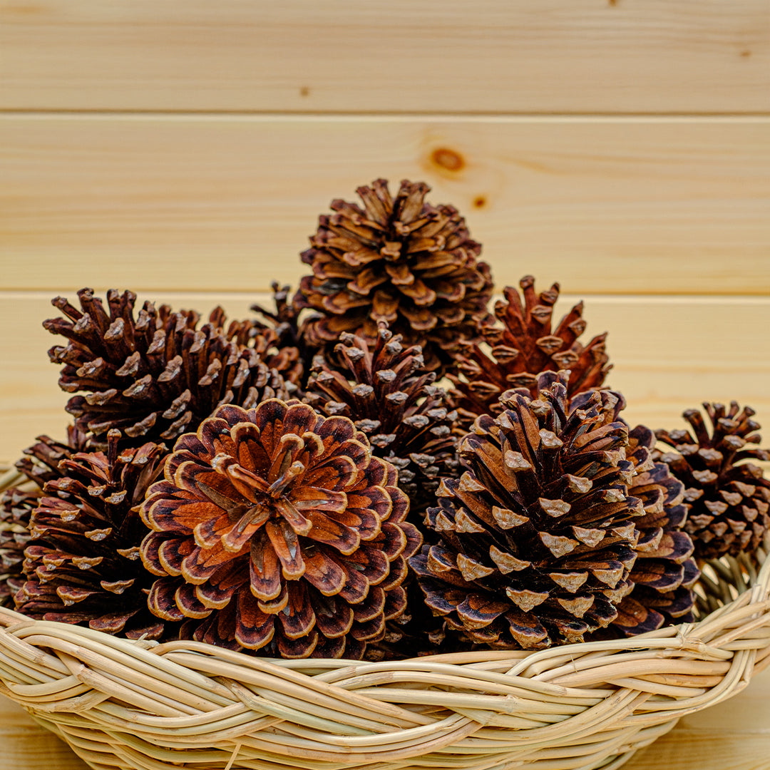 Devadaru Benefits for Skin & Hair | Ayurvedic Deodar Wood