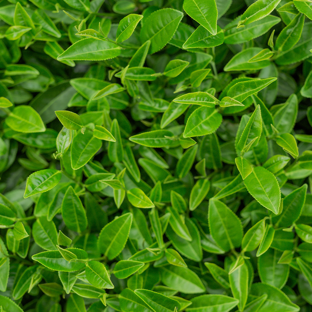 Green Tea Extract Benefits for Skin & Hair | Camellia Sinensis