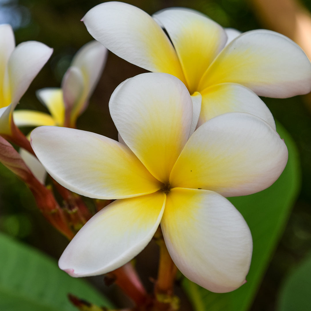 Ketaki Flower Extract Benefits for Skin 