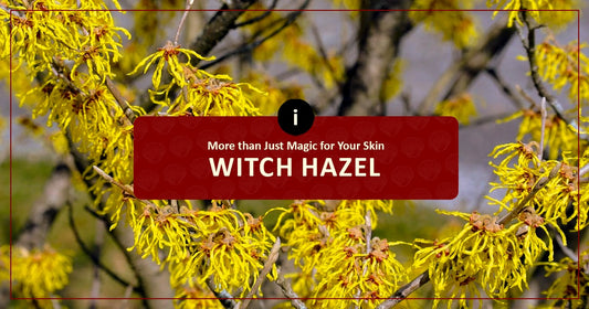 Witch Hazel: More than Just Magic for Your Skin