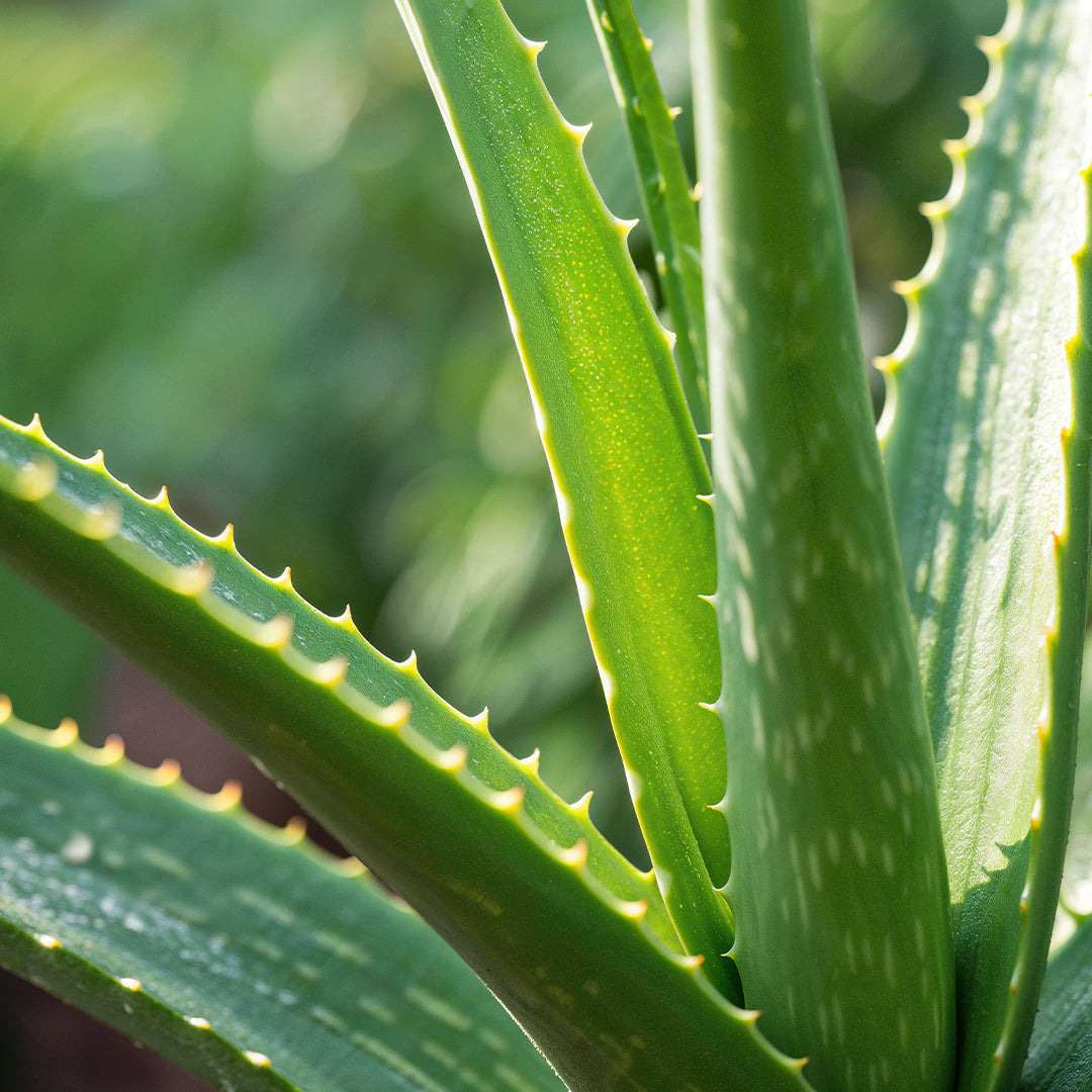 Aloe Vera Extract for Skin & Hair | Aloe Vera Extract Benefits & Uses