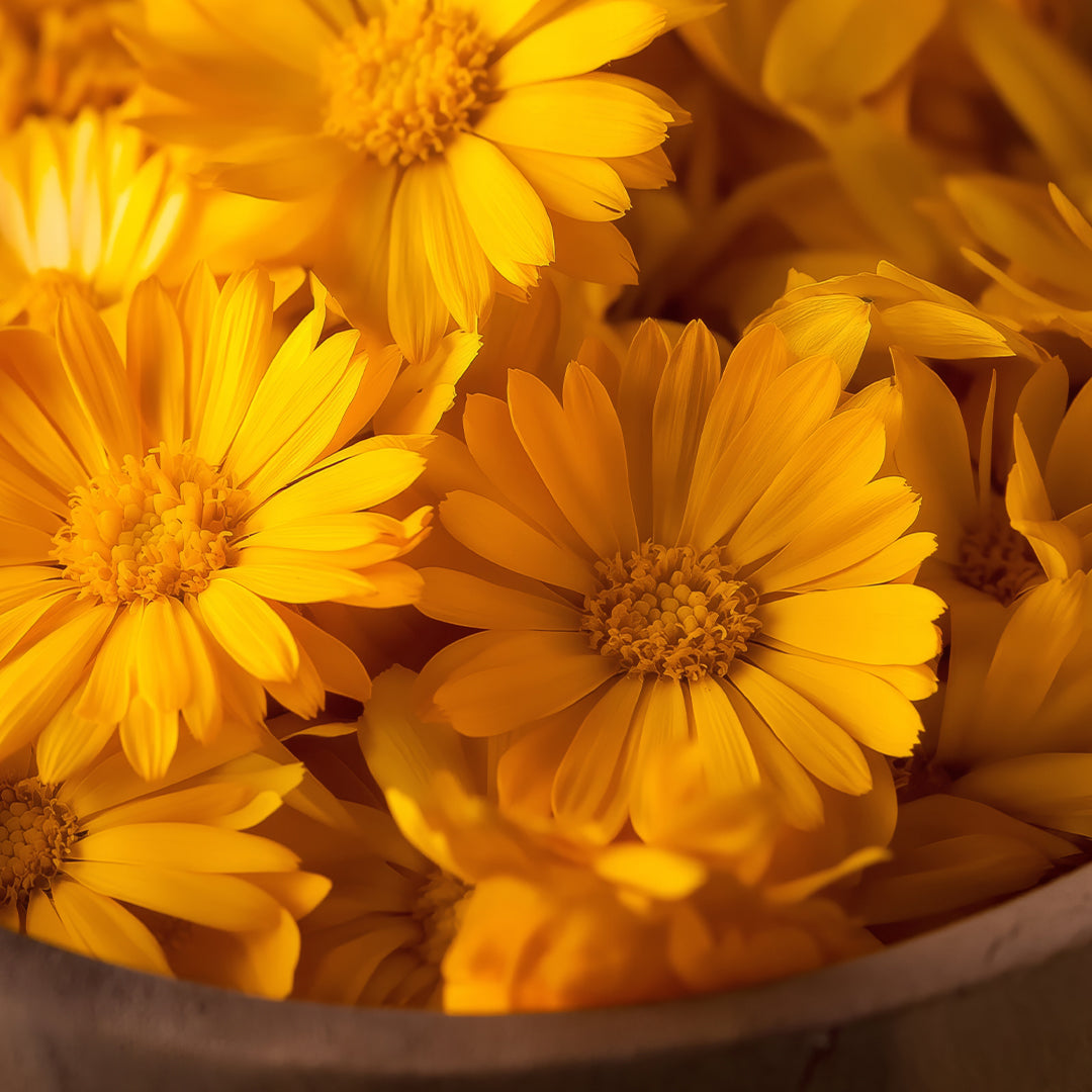 Calendula for Sensitive Skin| Skin Benefits| Skincare Ingredient