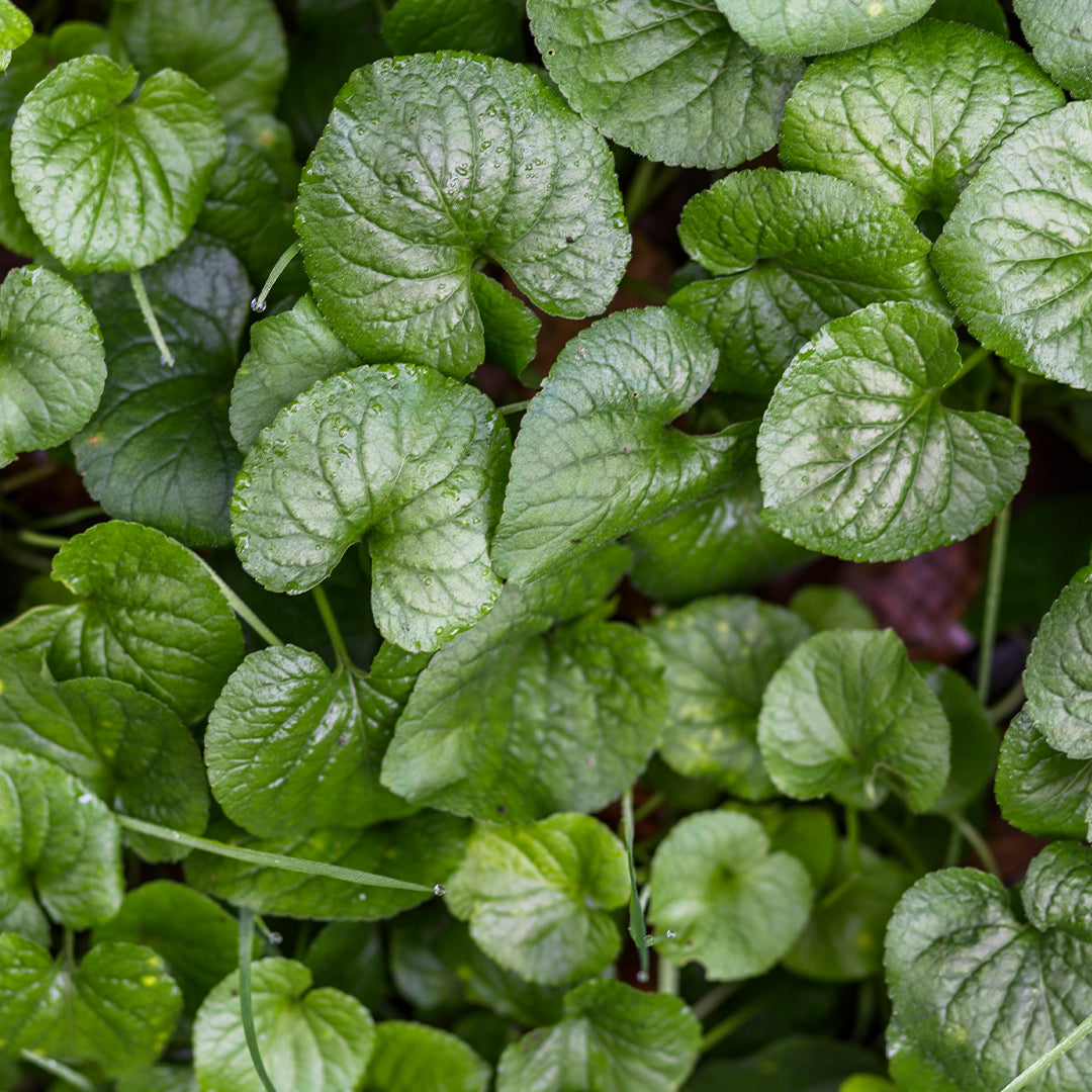 Centella Asiatica Benefits for Skin & Hair