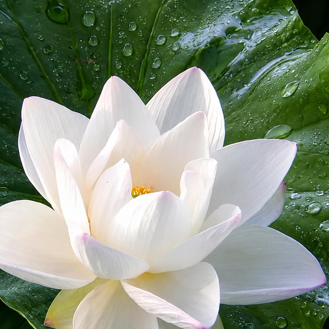White Lotus In Skincare | Benefits, Uses & Skin Brightening Ingredient