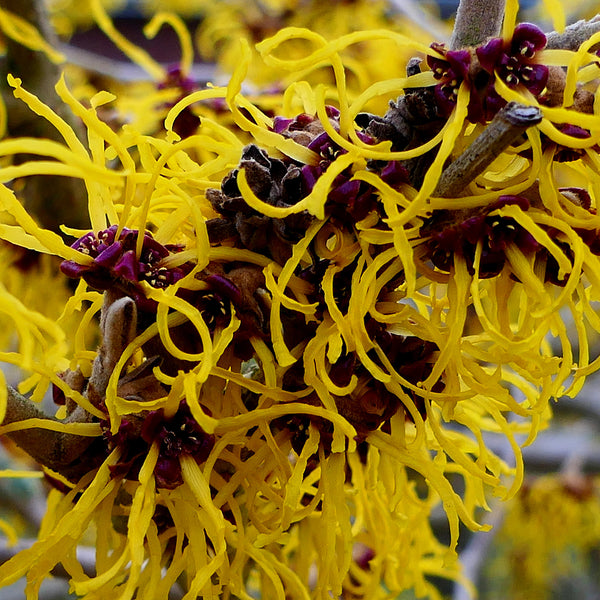 Witch Hazel 