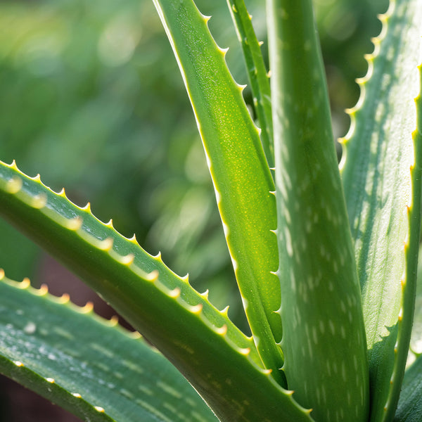 Aloe Vera Extract
